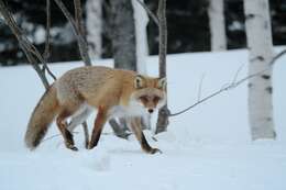 Vulpes vulpes schrencki Kishida 1924 resmi