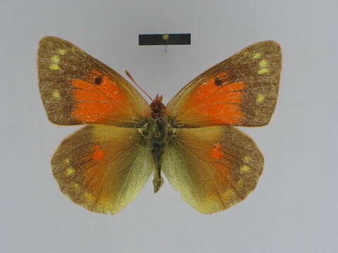 Colias thisoa Ménétriès 1832的圖片