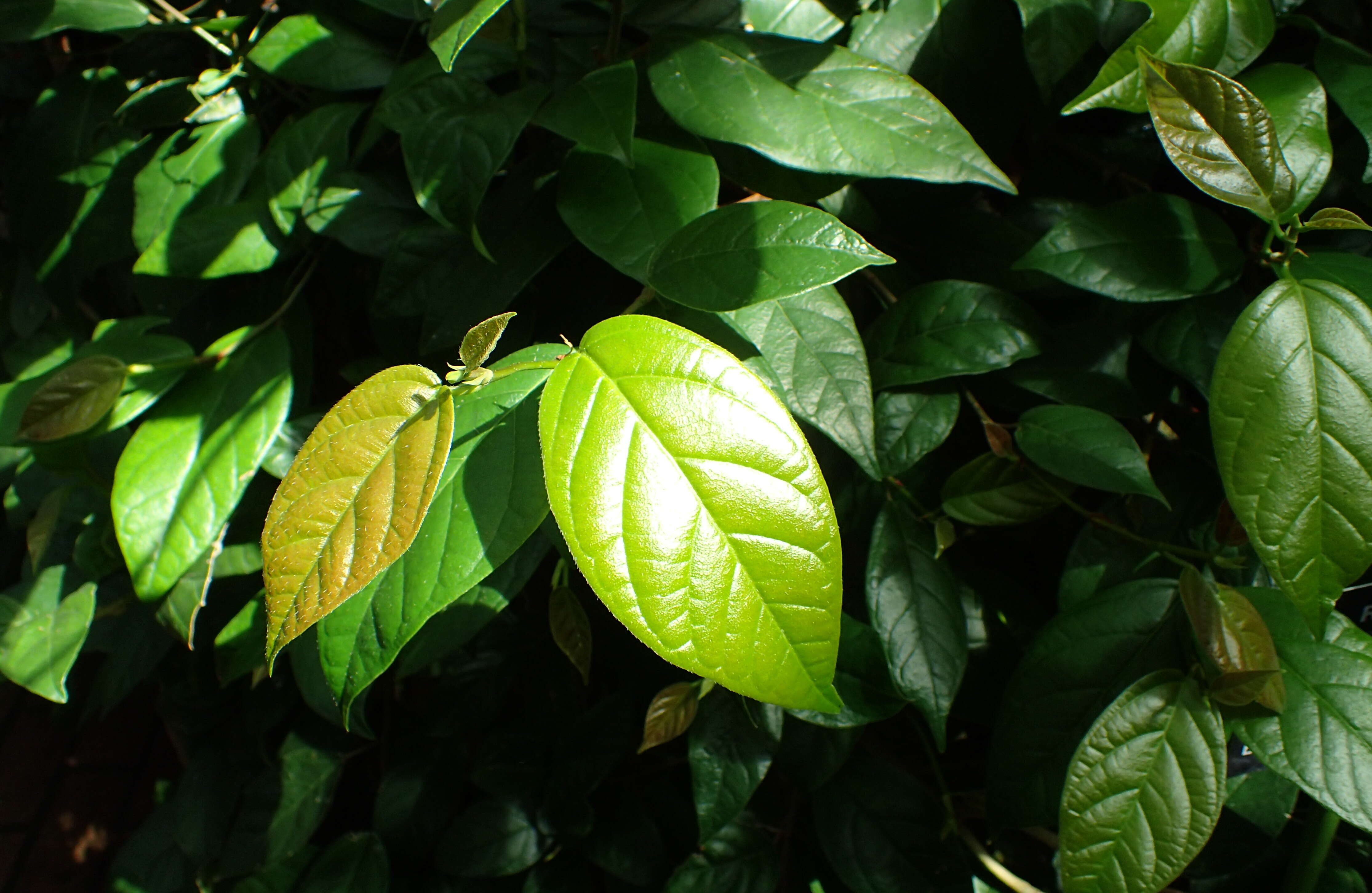 Plancia ëd Ficus sagittata J. König ex Vahl