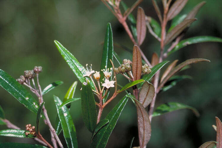 Image of Phebalium longifolium S. T. Blake