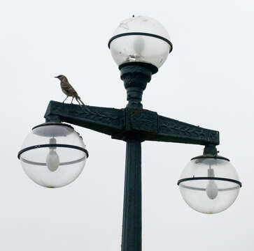 Image of Long-tailed Mockingbird