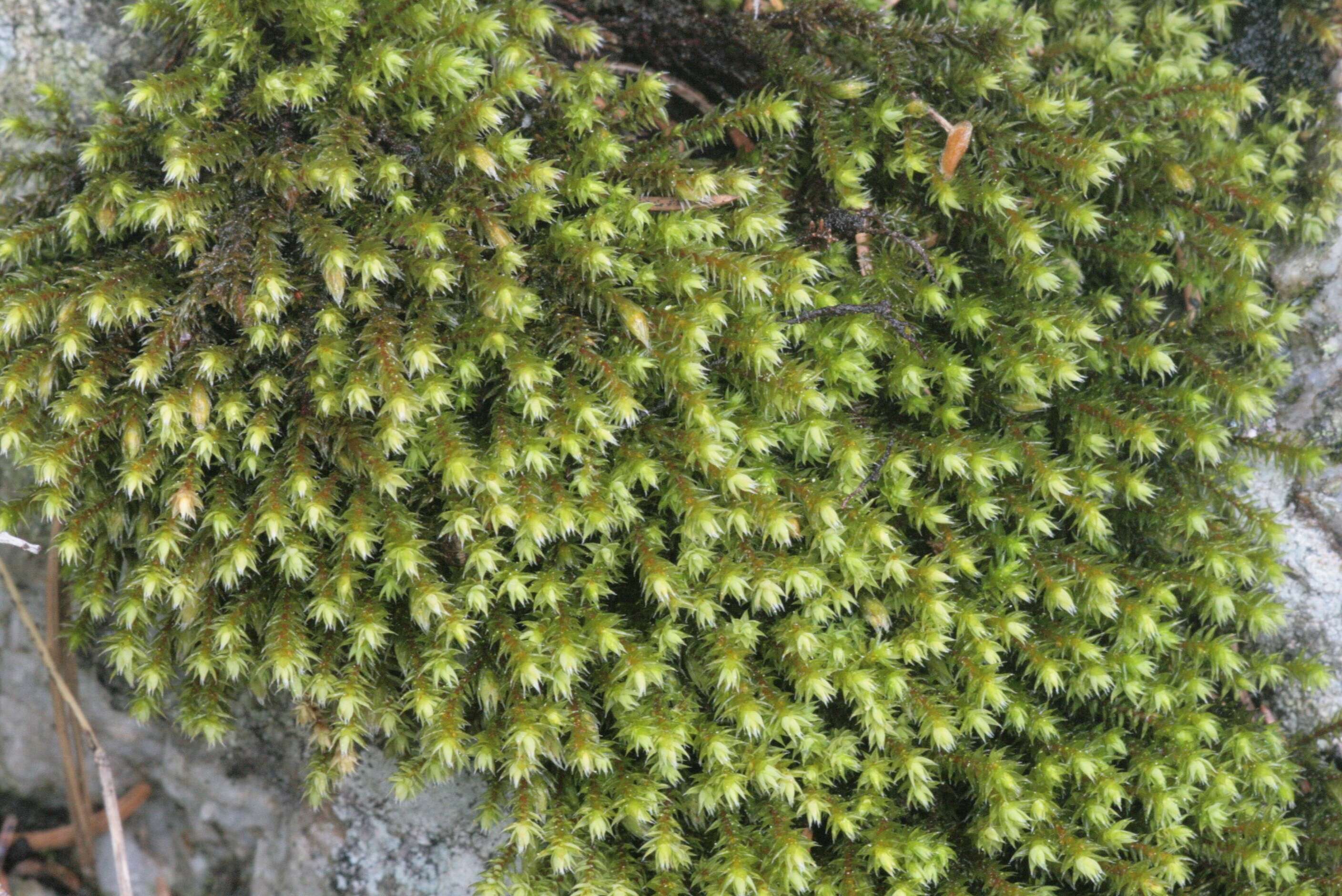 Image of Ciliate Hedwigia Moss