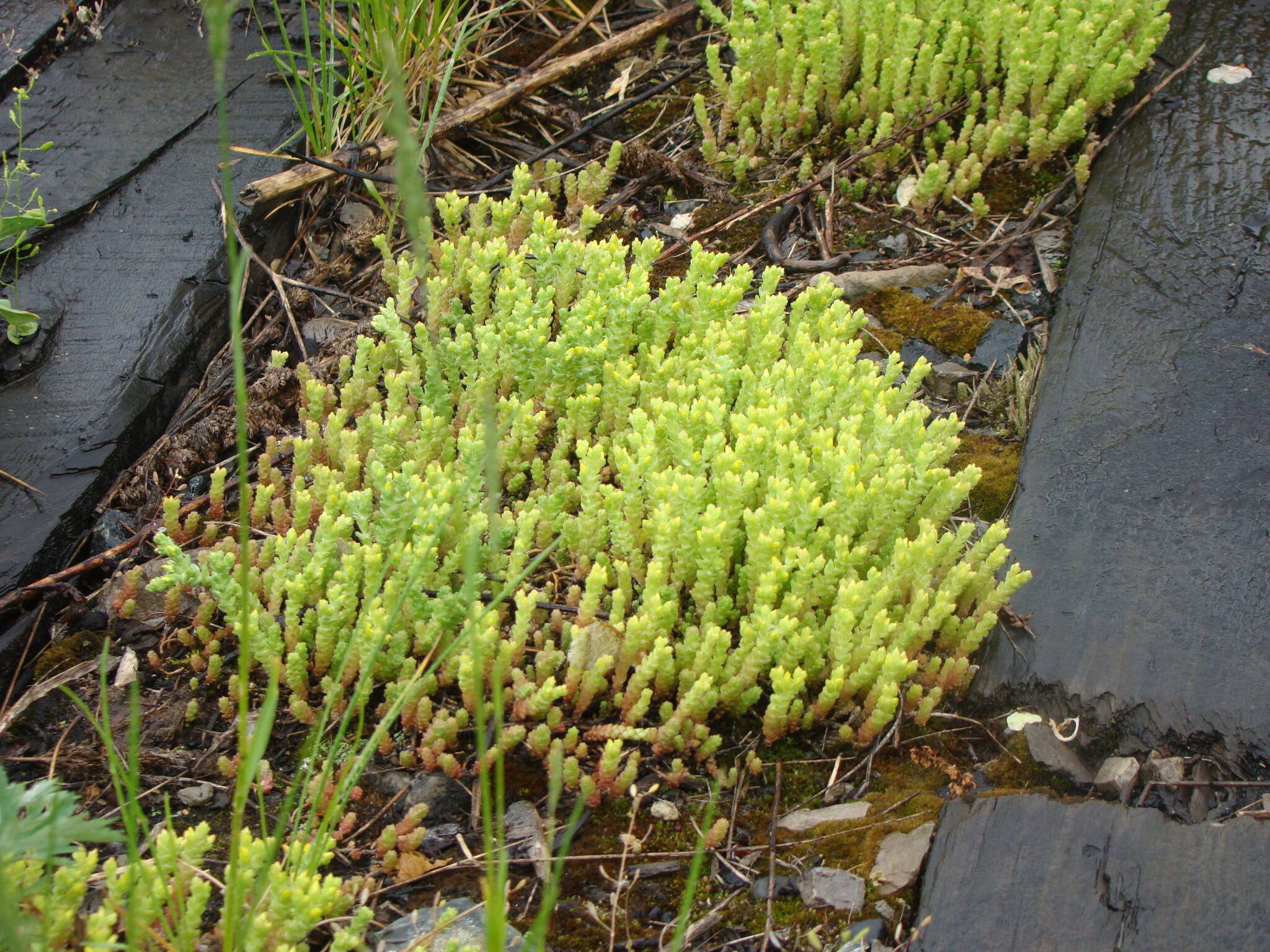 Image of Biting Stonecrop