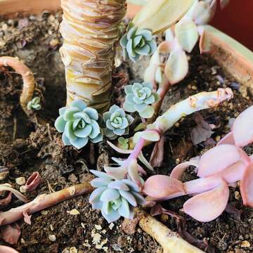 Image of hens and chicks