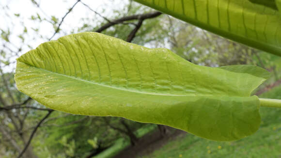 Image of Big-Leaf Magnolia