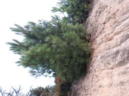 Image of Maritime Pine