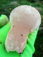 Imagem de Lycoperdon excipuliforme (Scop.) Pers. 1801