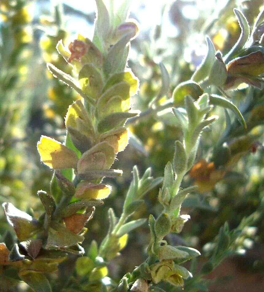 Image of Prostanthera ammophila B. J. Conn