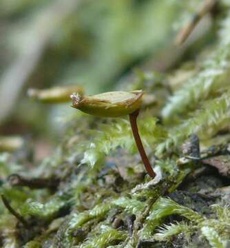 Image of Green shield moss