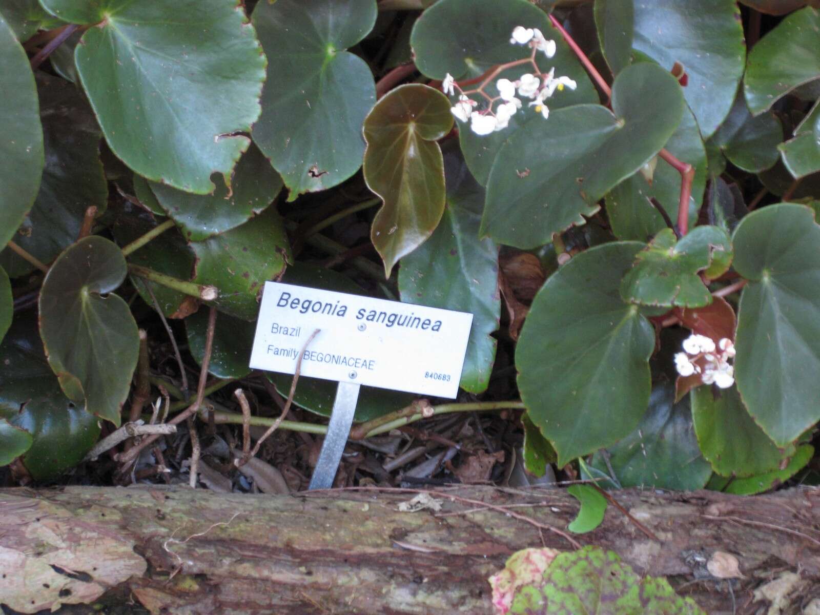 Image of Begonia sanguinea Raddi