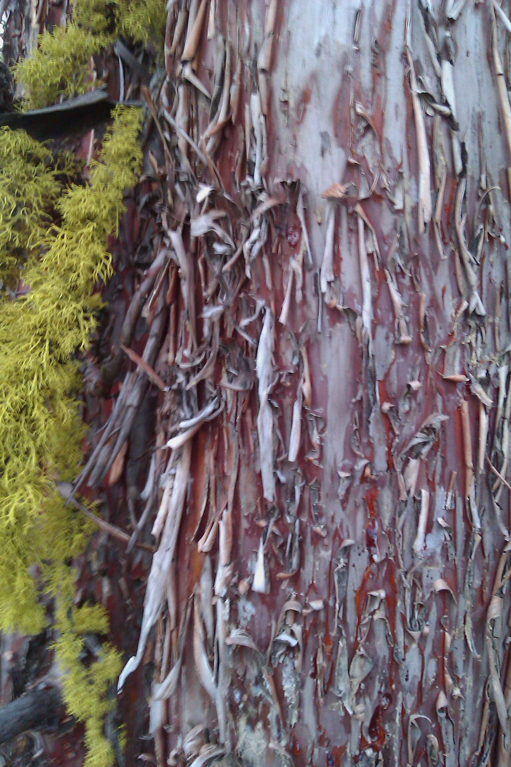 Image of Baker Cypress