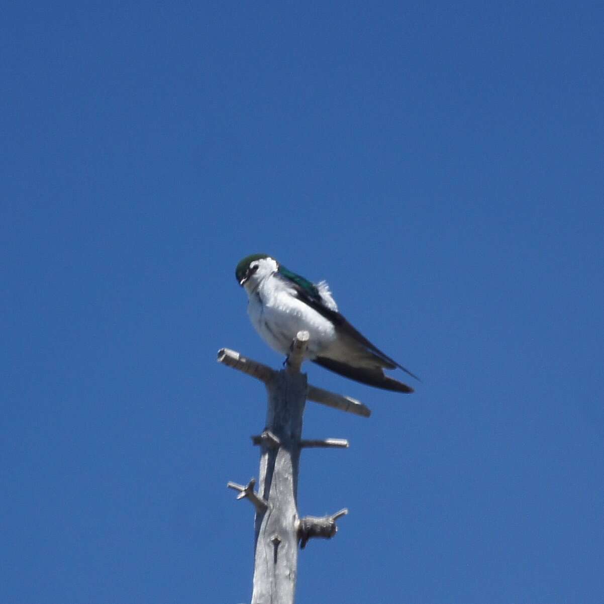 Image of Violet-green Swallow