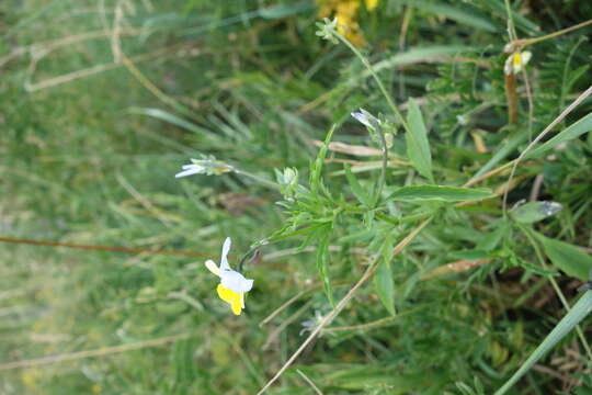 Слика од Viola arvensis Murray