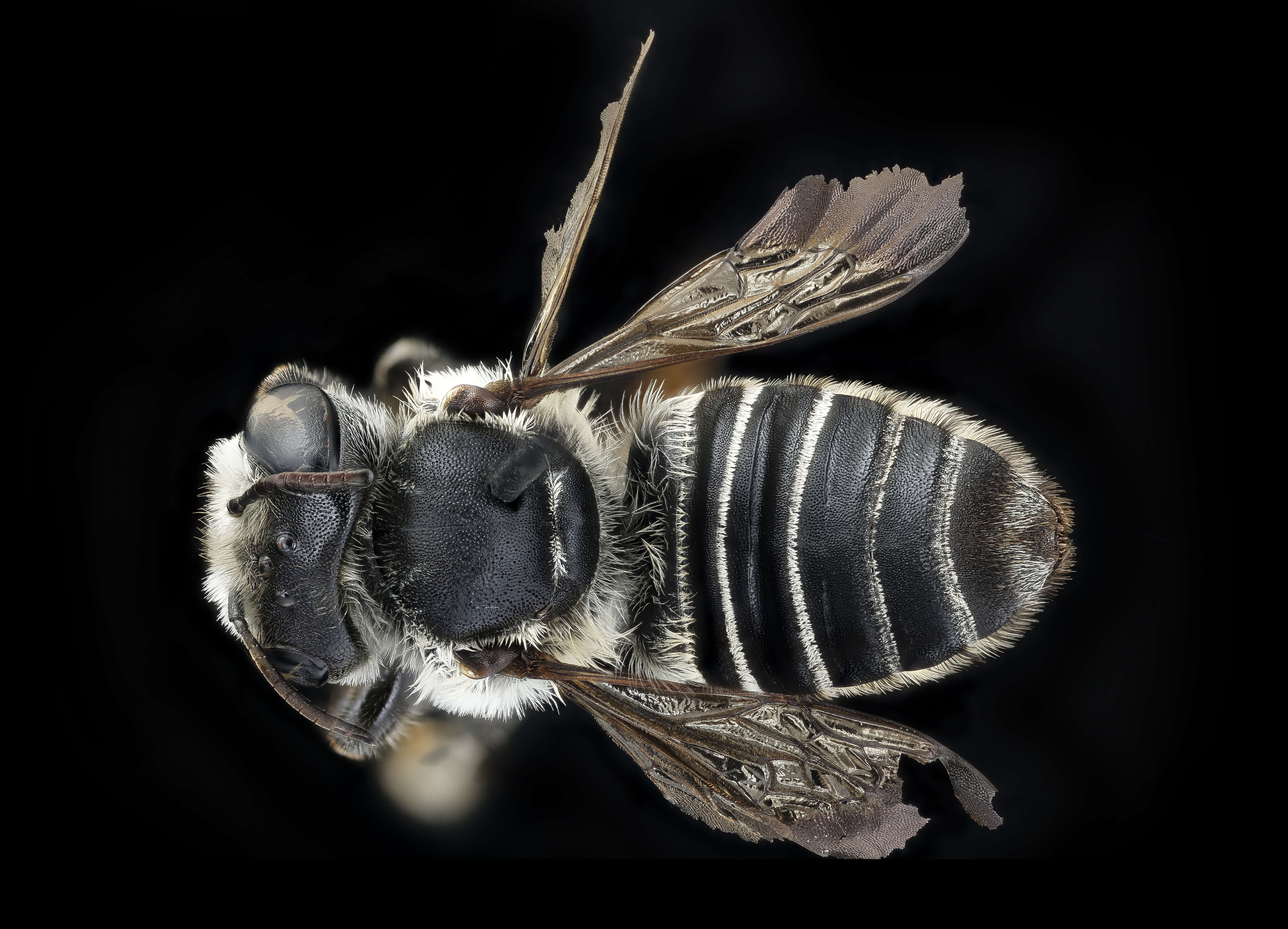 Image of Megachile integra Cresson 1878