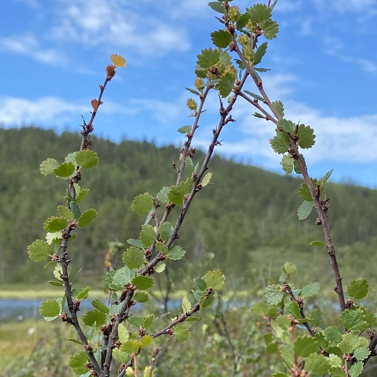 Image of Arctic dwarf birch