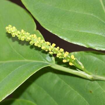 صورة Neoshirakia japonica (Siebold & Zucc.) Esser