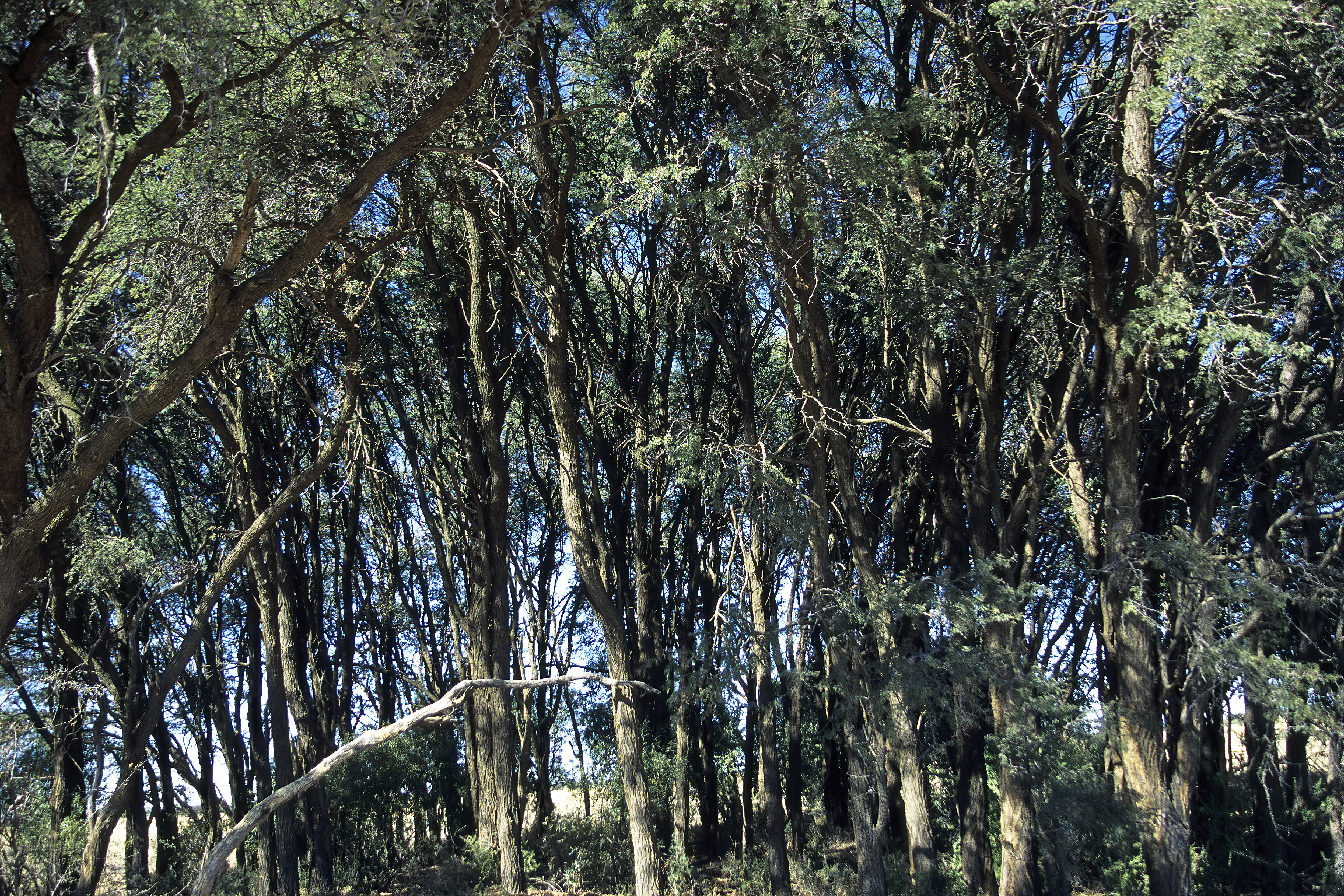 Plancia ëd Vachellia erioloba (E. Mey.) P. J. H. Hurter