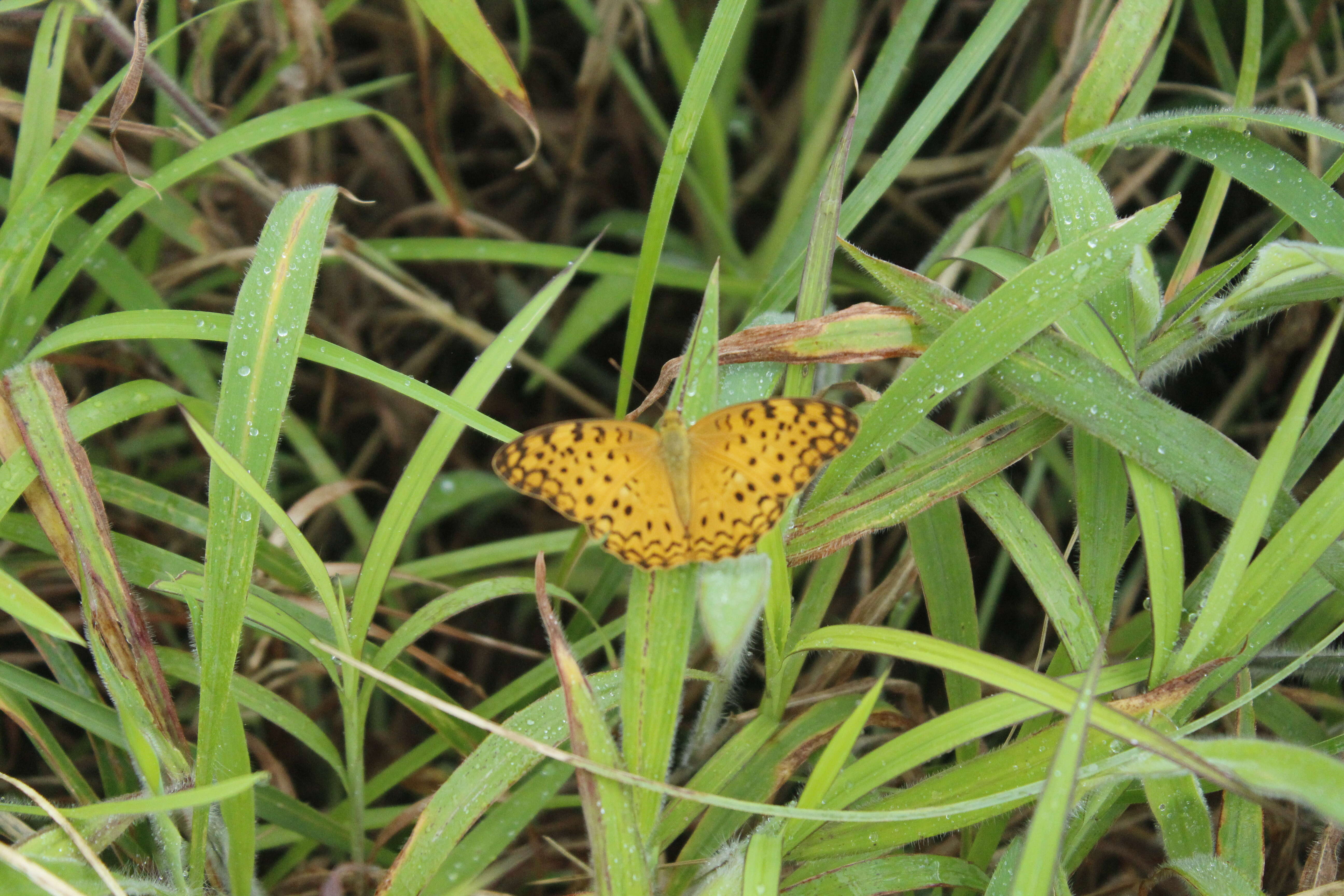 Image of Common Leopard