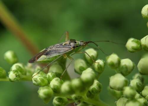 Image of Closterotomus trivialis (A. Costa 1853)