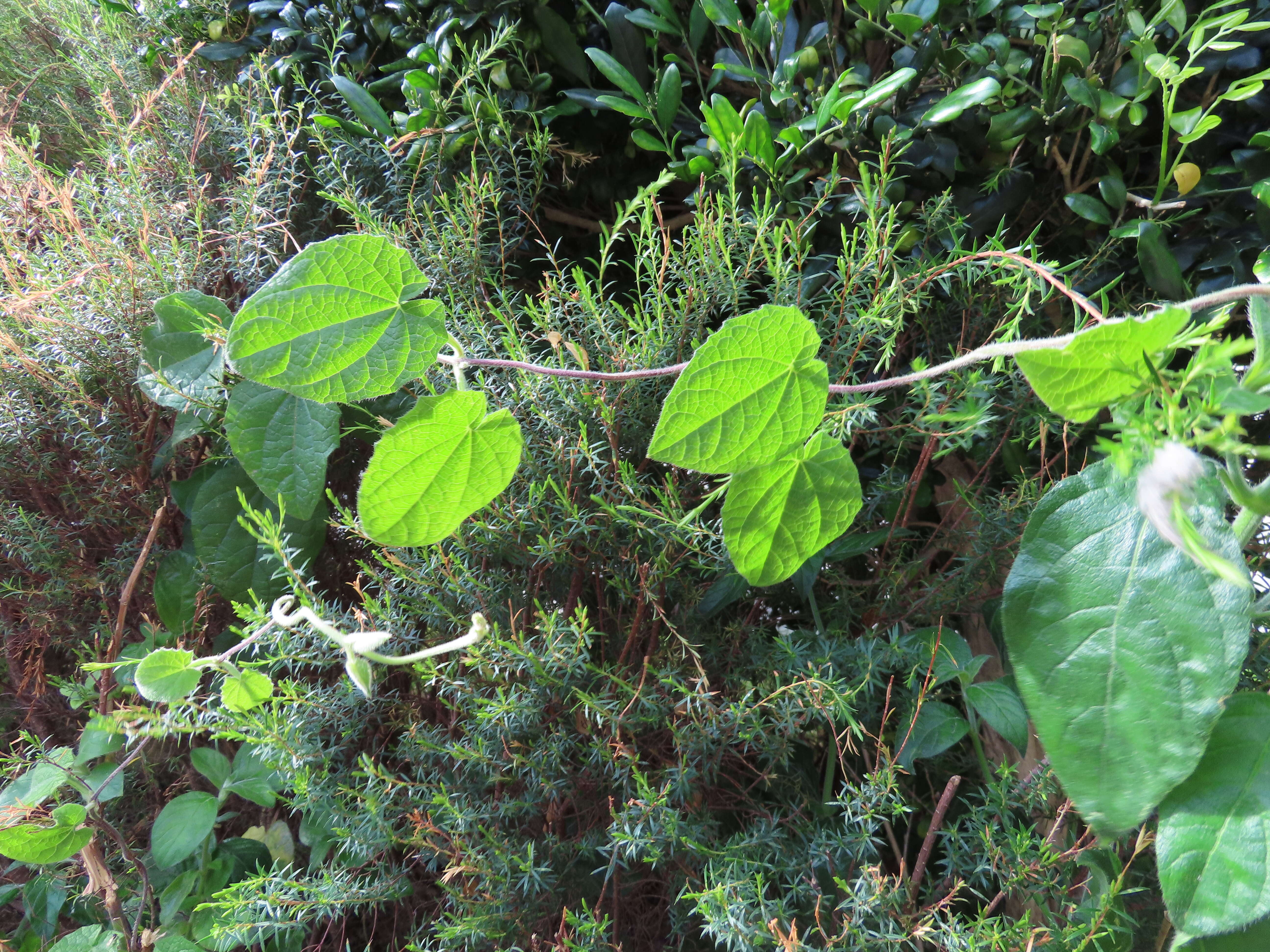 Image of Field Bindweed