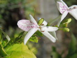 Pseuderanthemum maculatum (Lodd.) I. M. Turner resmi