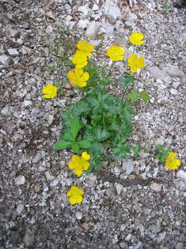 Image of Ranunculus montanus Willd.