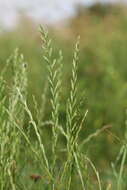 Image of perennial ryegrass