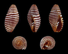 Image of Pseudonebularia tabanula (Lamarck 1811)