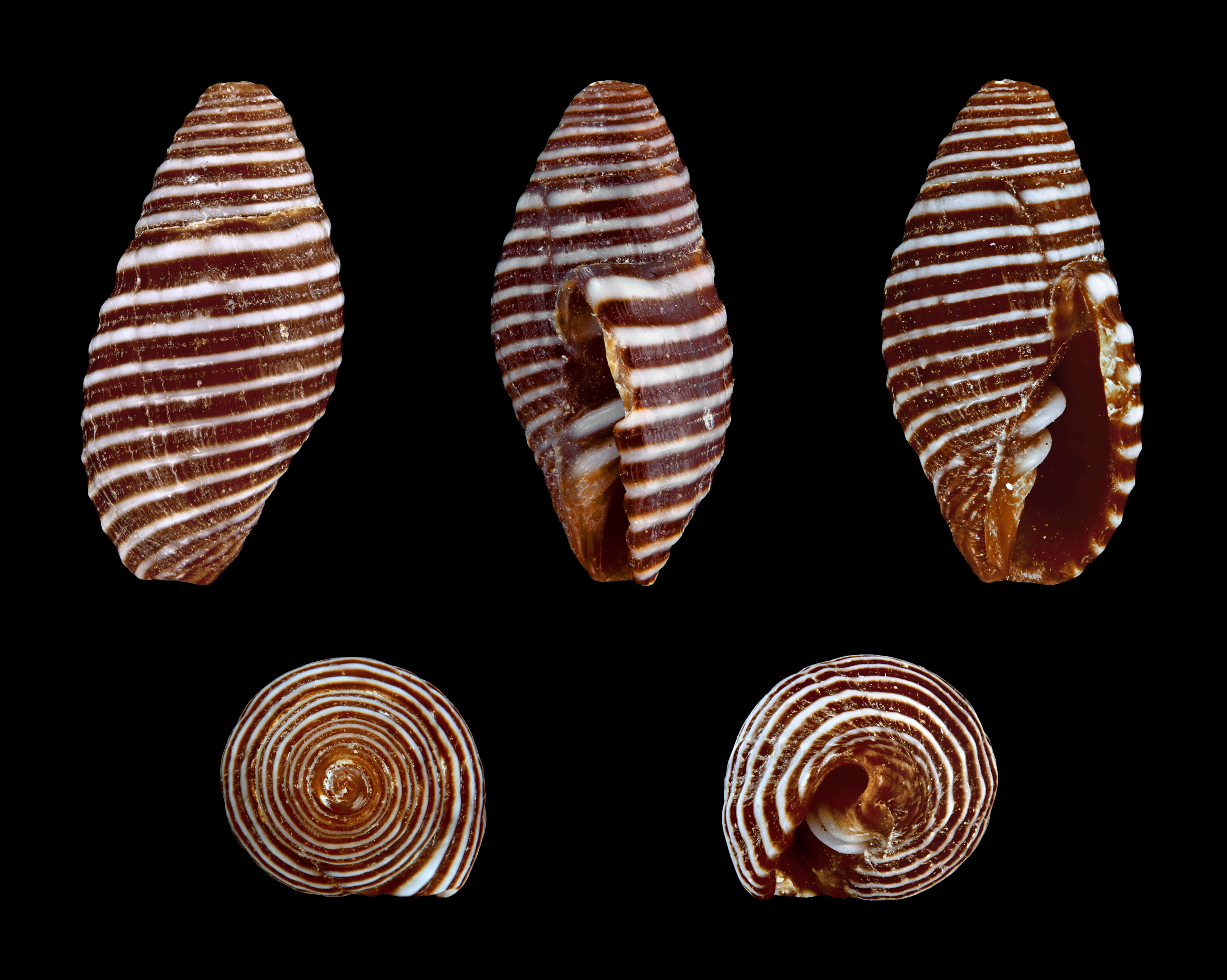 Image of Pseudonebularia tabanula (Lamarck 1811)