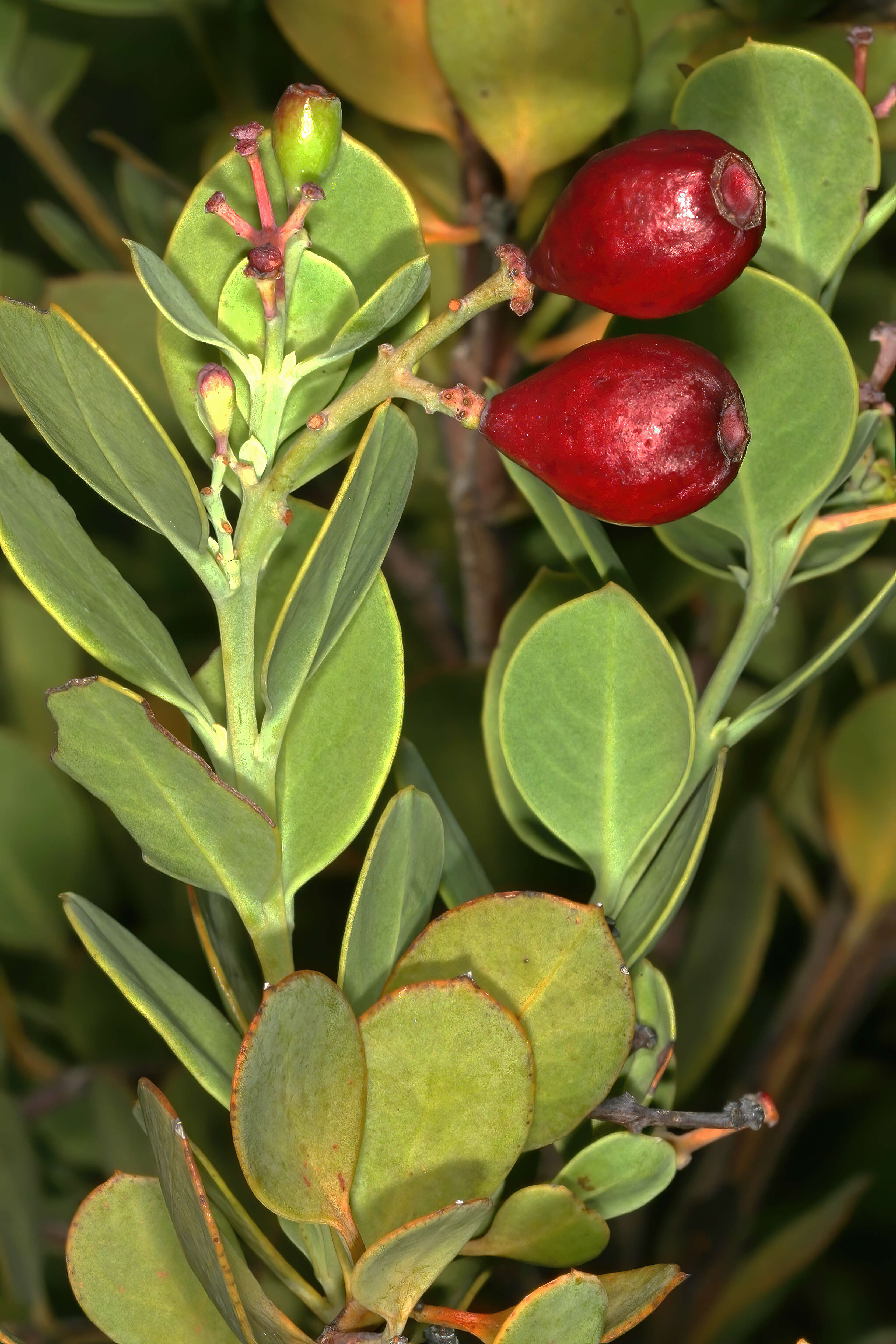 Image of Coastal tannin-bush