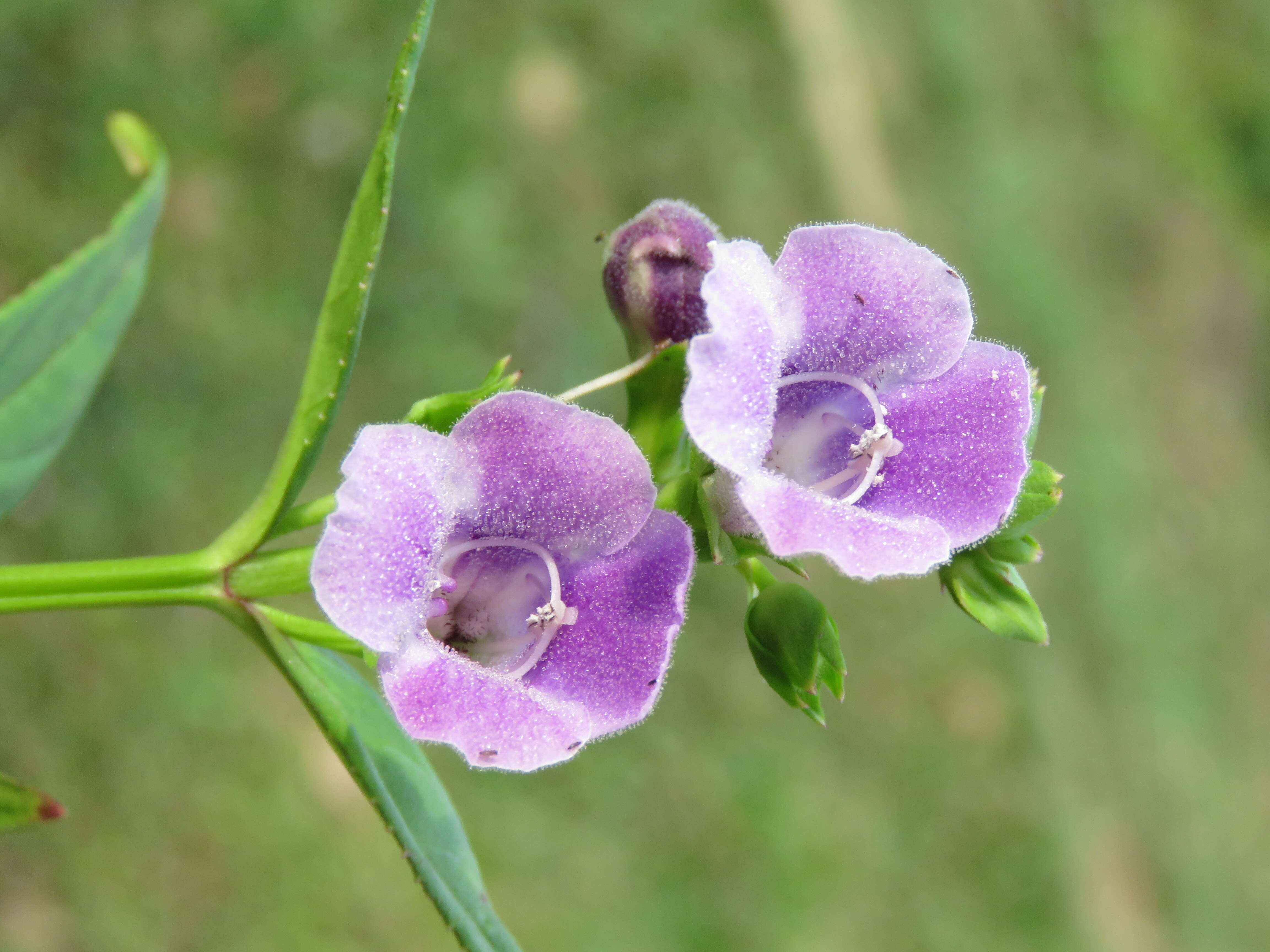 Imagem de Artanema longifolium (L.) Vatke