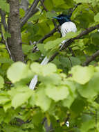 Image of Asian Paradise-Flycatcher