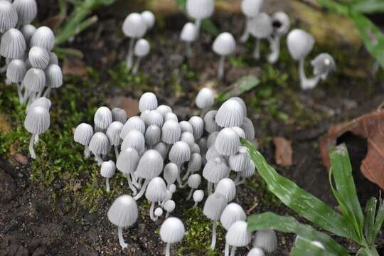 Image of Coprinellus disseminatus (Pers.) J. E. Lange 1938