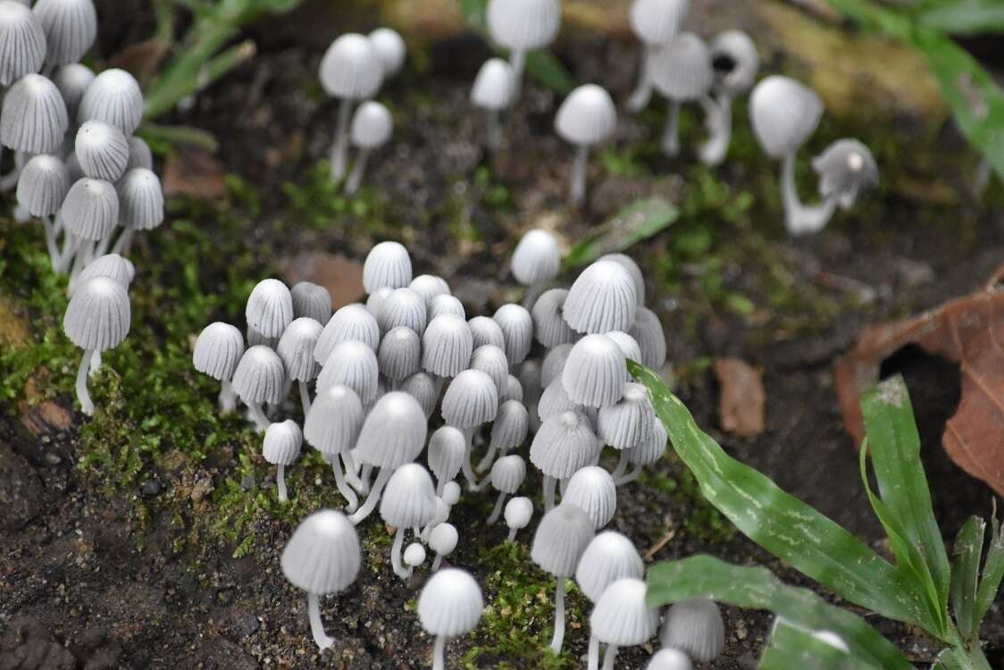 Image of Trooping Inkcaps