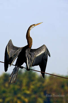 Image of Oriental Darter