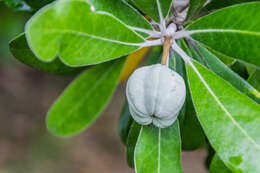 Image de Pittosporum crassifolium Banks & Sol. ex A. Cunningham