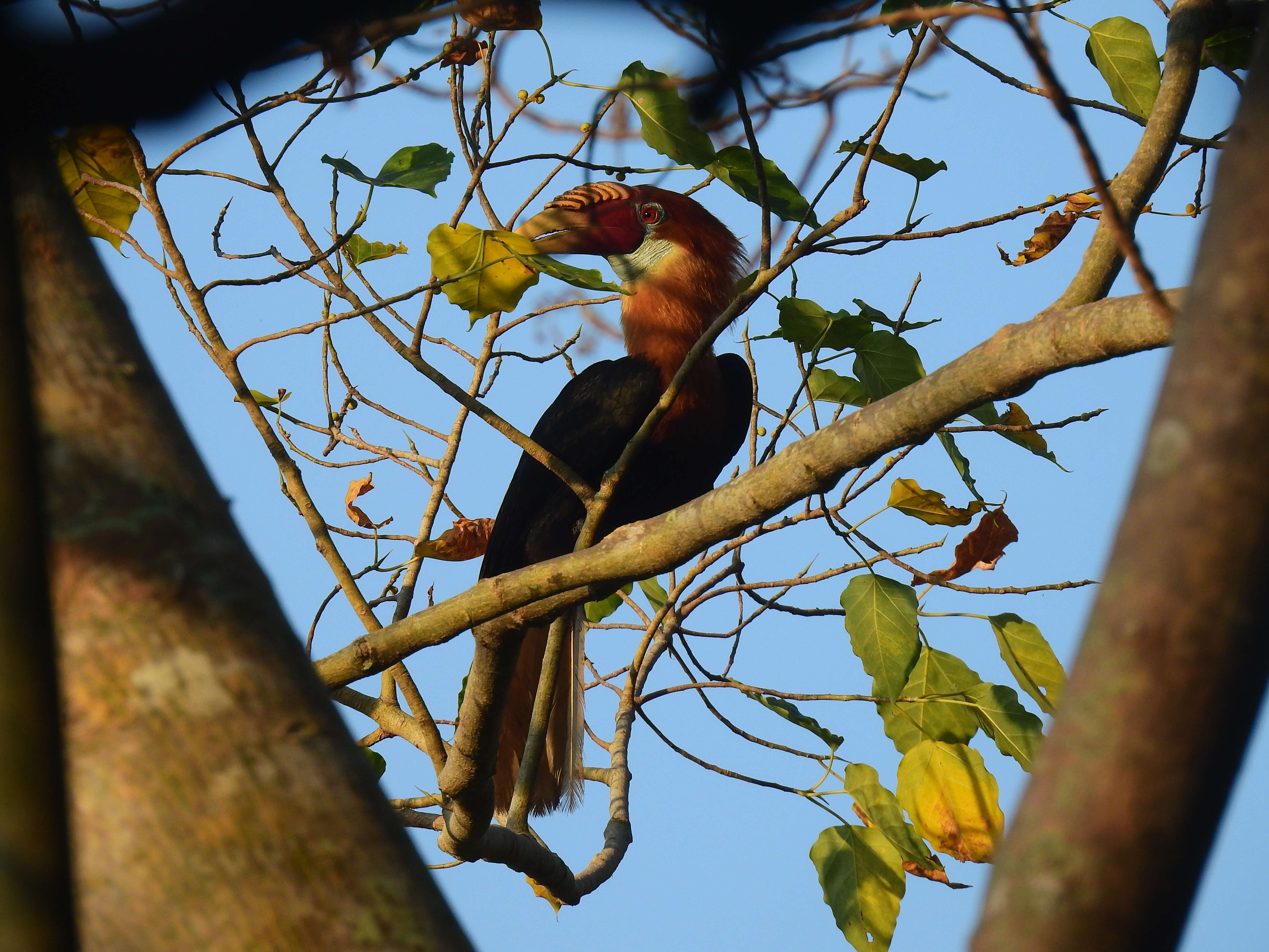 Image of Narcondam Hornbill