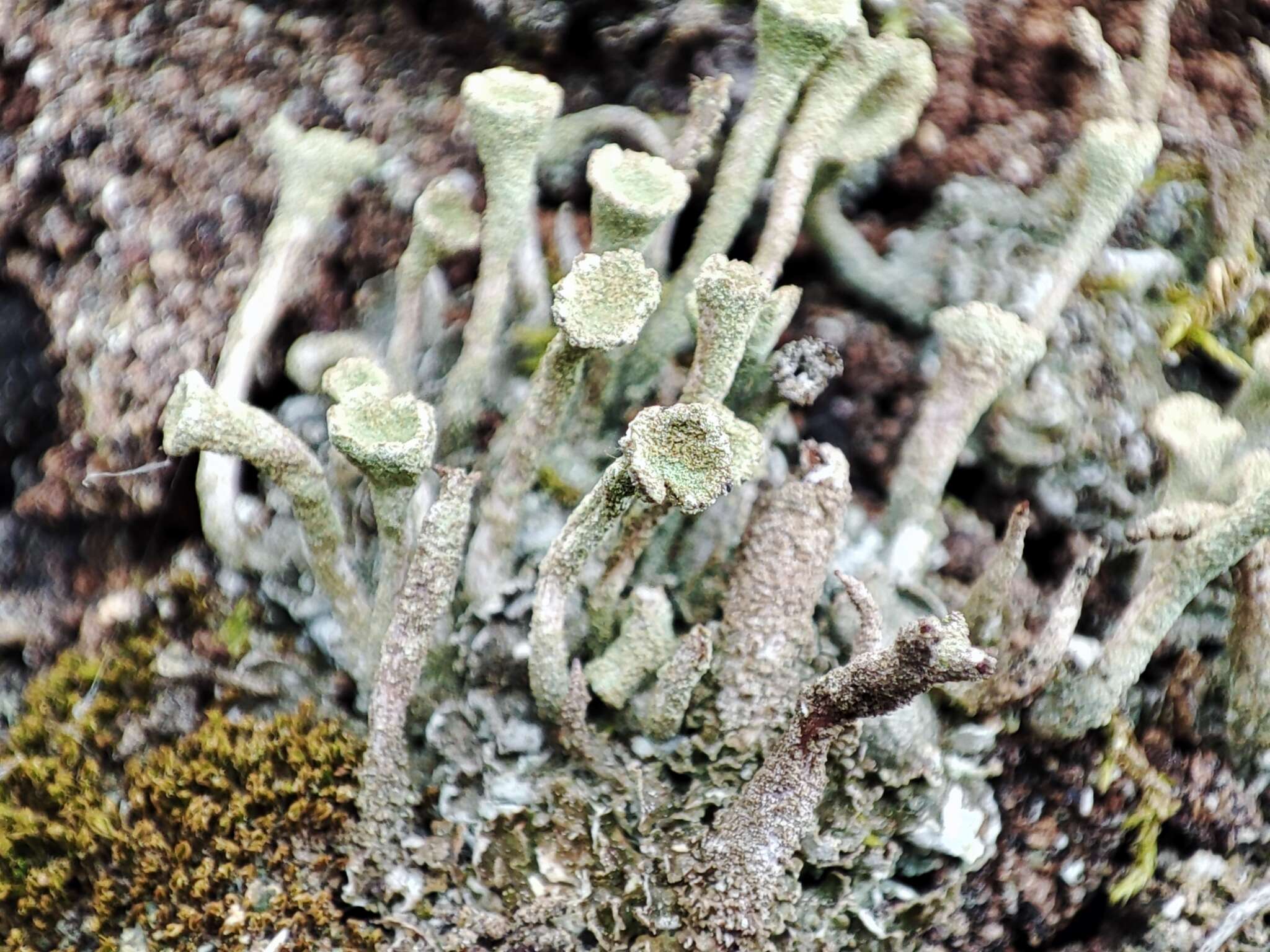 Image of cup lichen