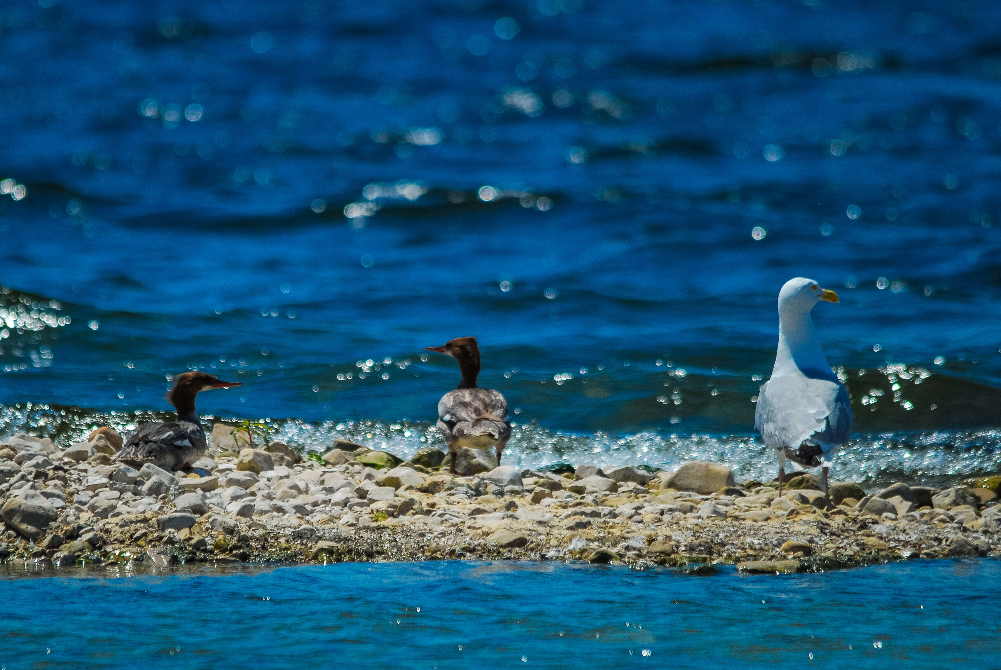 Image of Ring-billed Gull