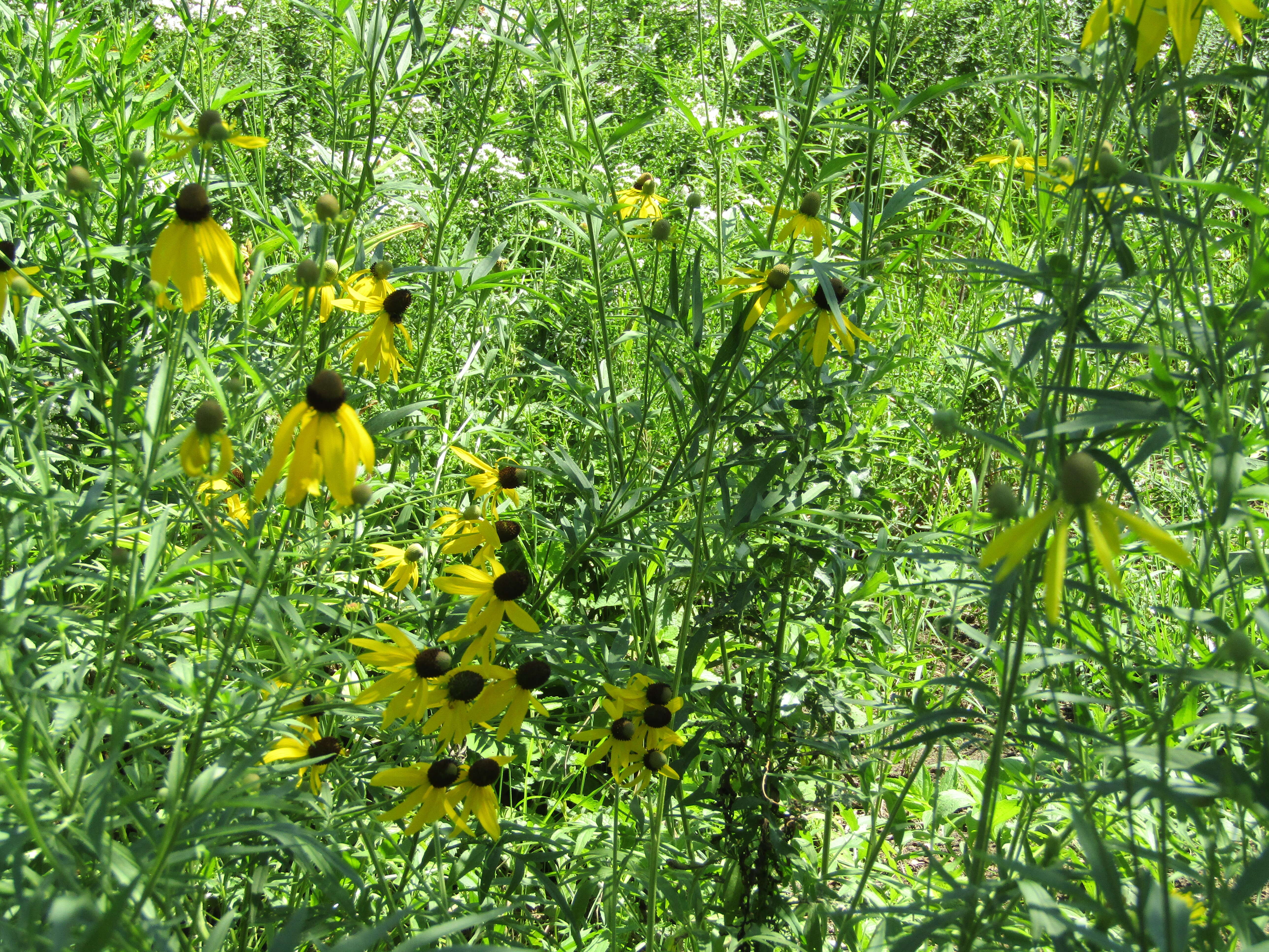 صورة Ratibida pinnata (Vent.) Barnh.