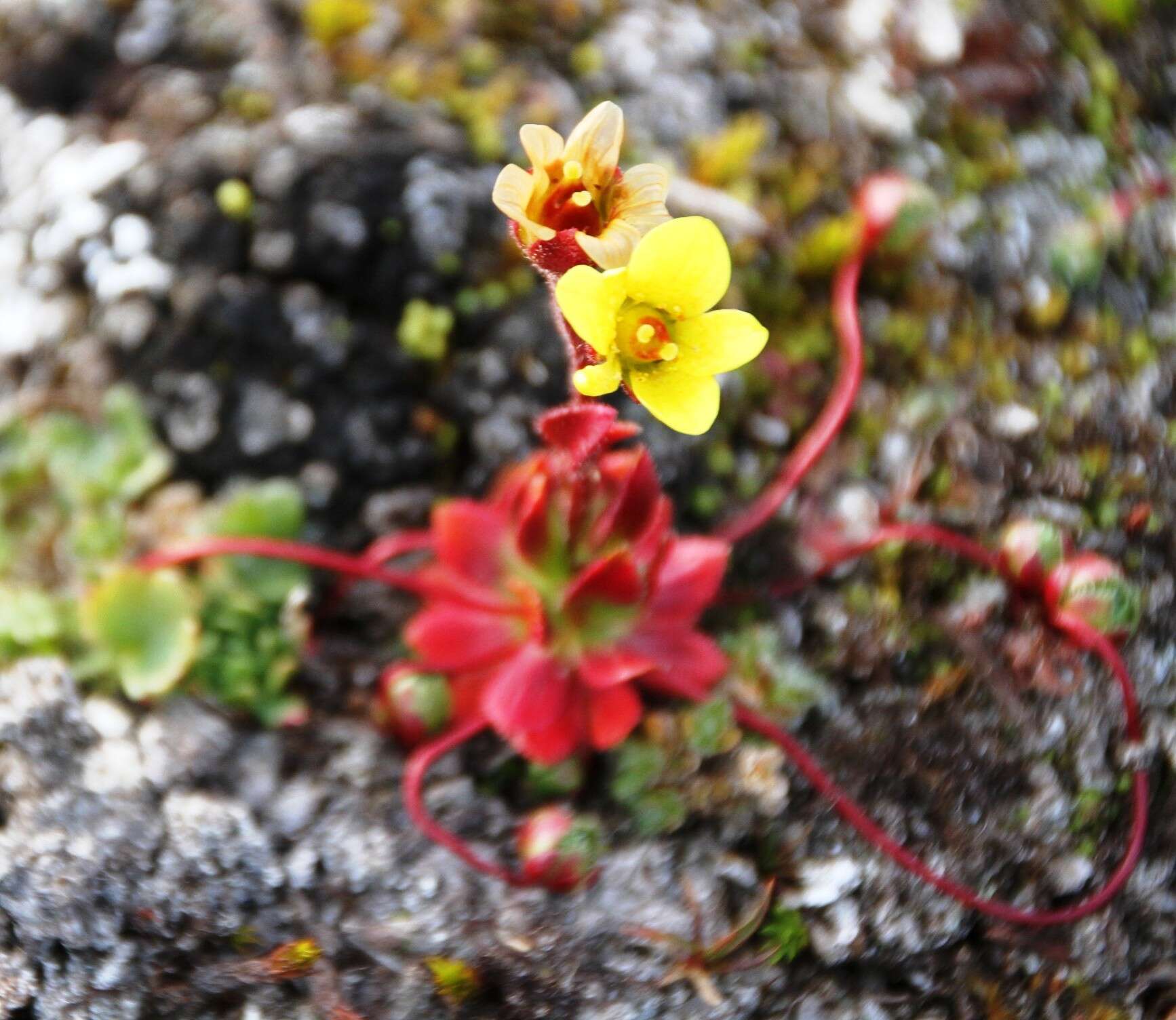 Imagem de Saxifraga platysepala (Trautv.) Tolm.