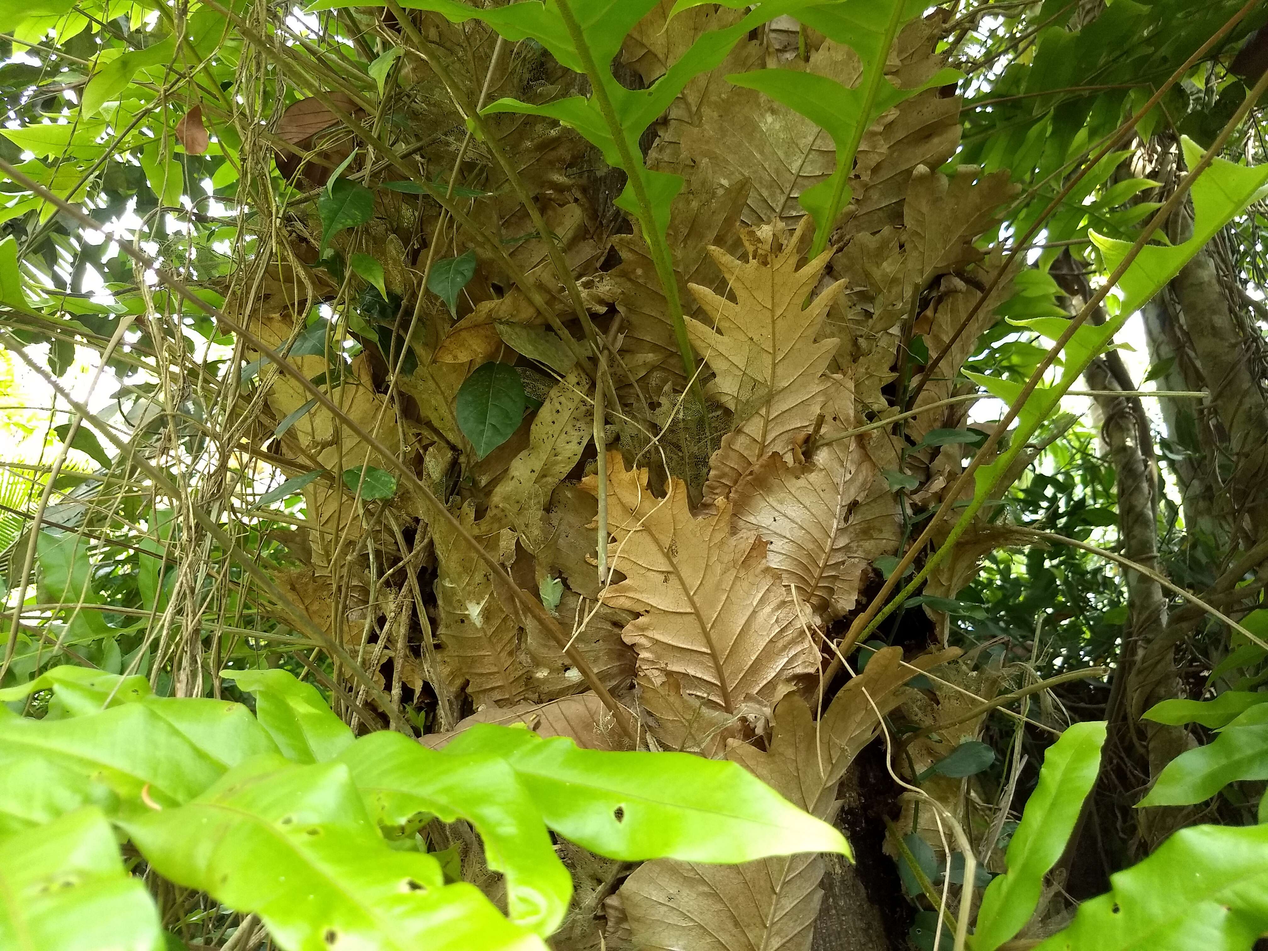 Image of basket fern