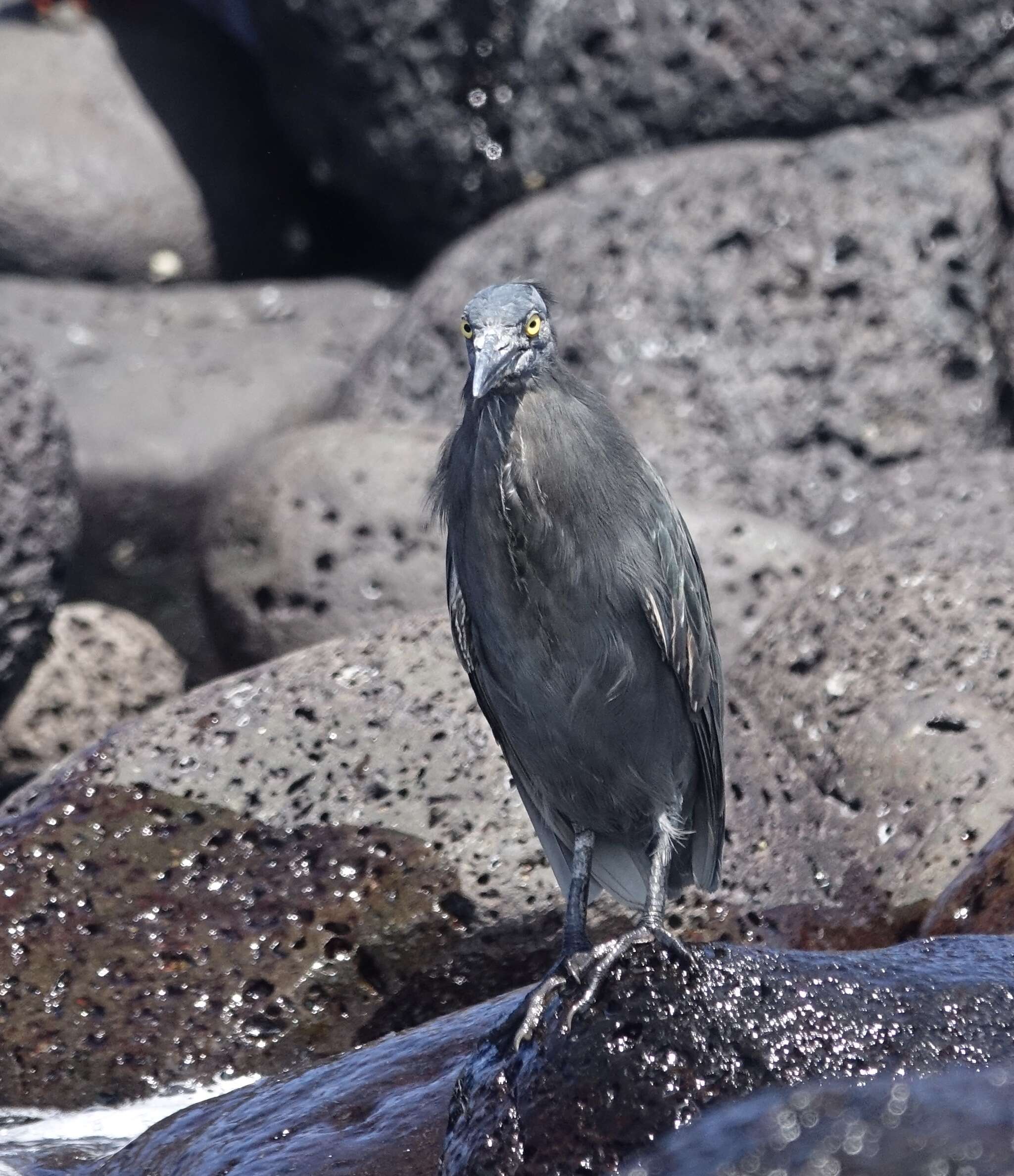 Image de Héron des Galapagos