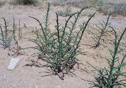 Image of glasswort