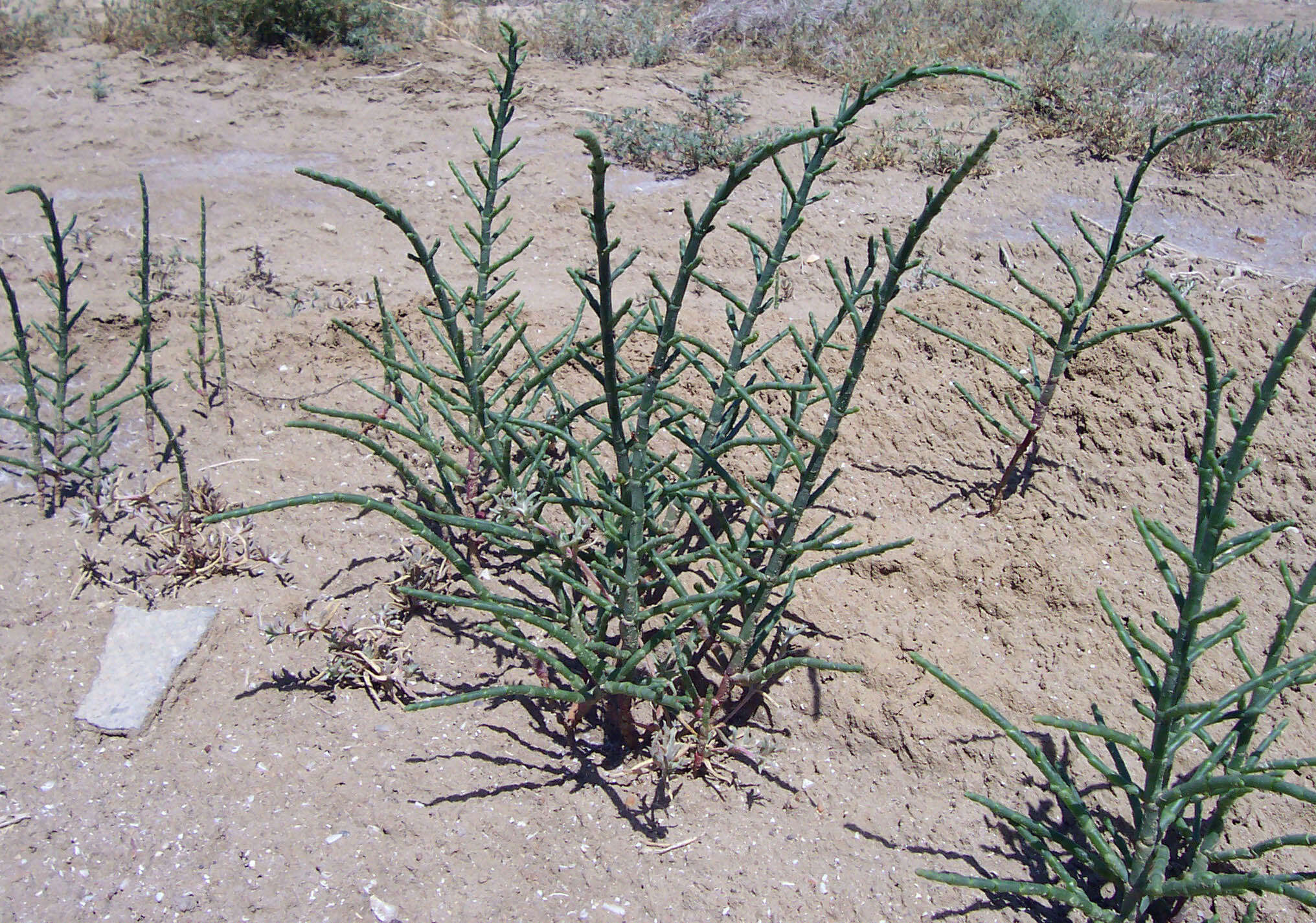 Image of glasswort