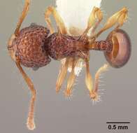 Image of Acanthomyrmex crassispinus Wheeler 1930