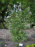 Image of Chaste Tree