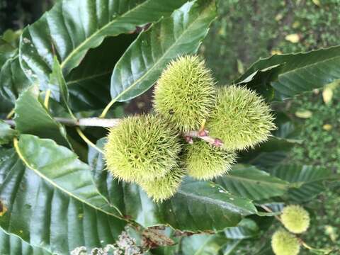 Image of Henry's Chestnut