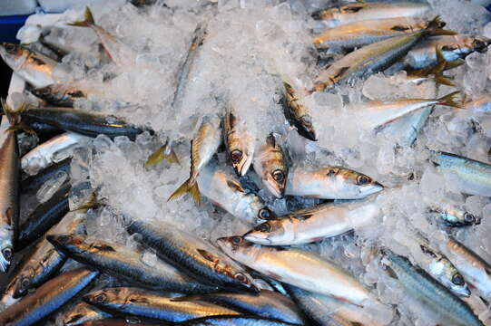 Image of Pacific Chub Mackerel