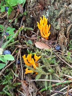 Image of Calocera viscosa (Pers.) Fr. 1821